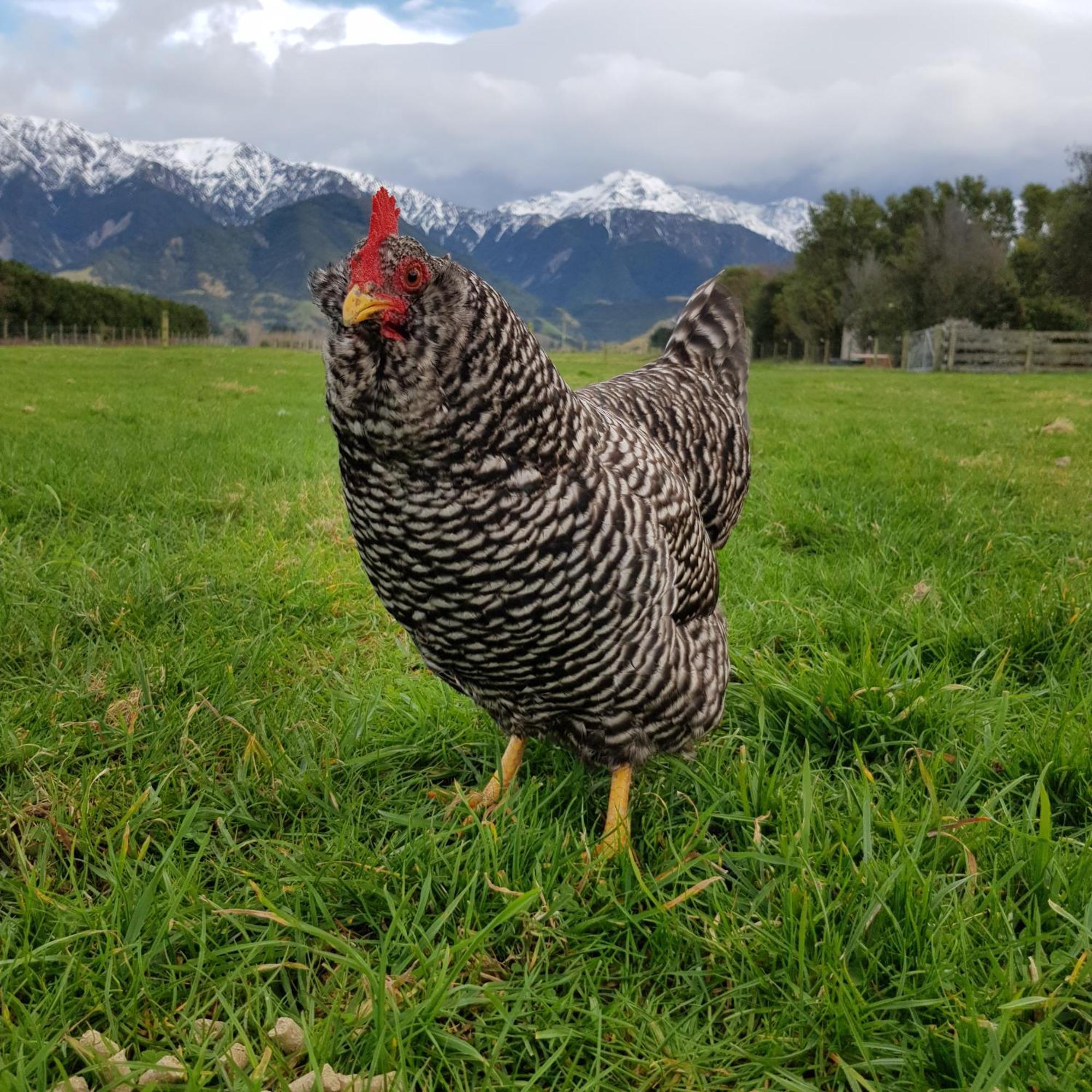Awatea Country Bed & Breakfast Καϊκούρα Εξωτερικό φωτογραφία